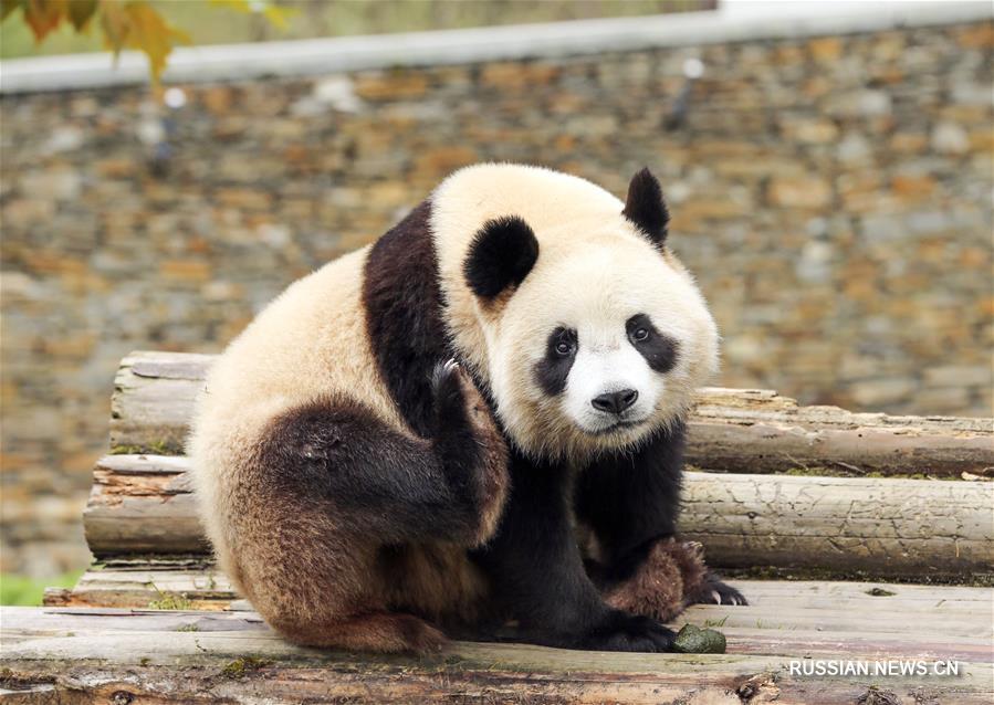 "Бамбуковые медведи" из Юго-Западного Китая