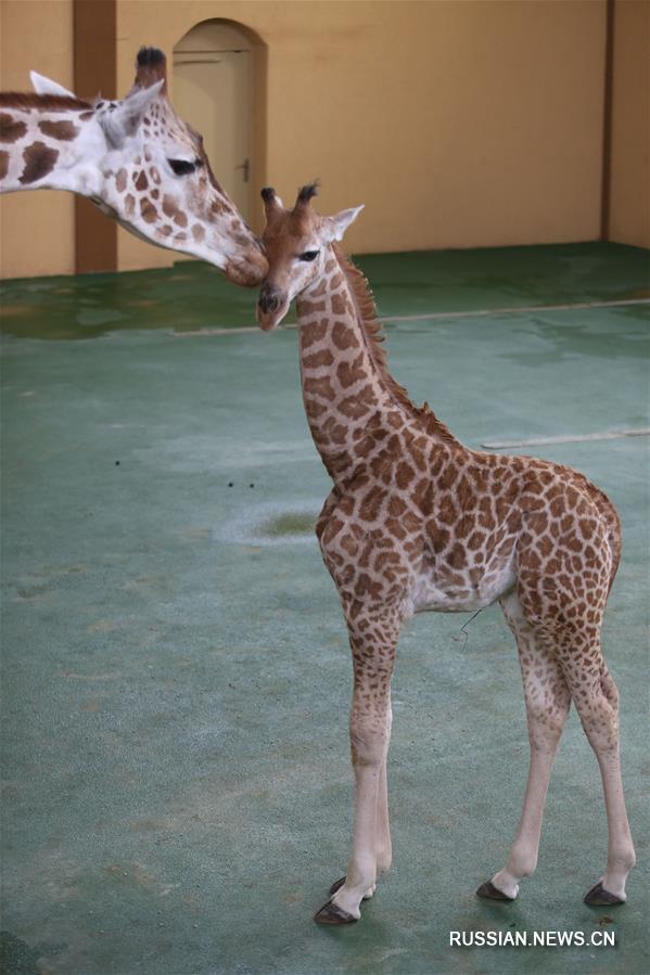 В киевском зоопарке состоялся "дебют" жирафенка