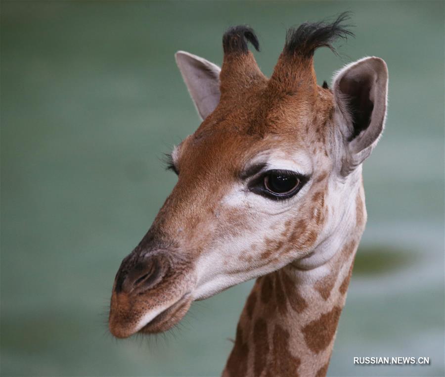 В киевском зоопарке состоялся "дебют" жирафенка