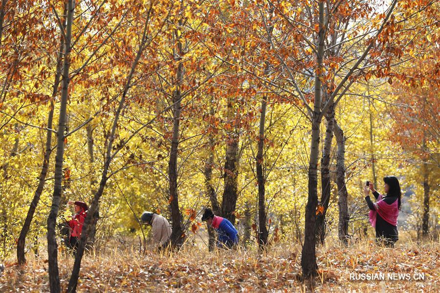 Осенние краски степи Башан