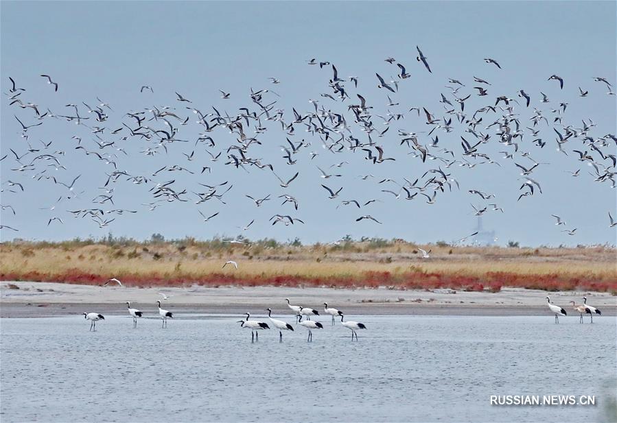 Перелетные птицы собираются на острове Путидао в провинции Хэбэй