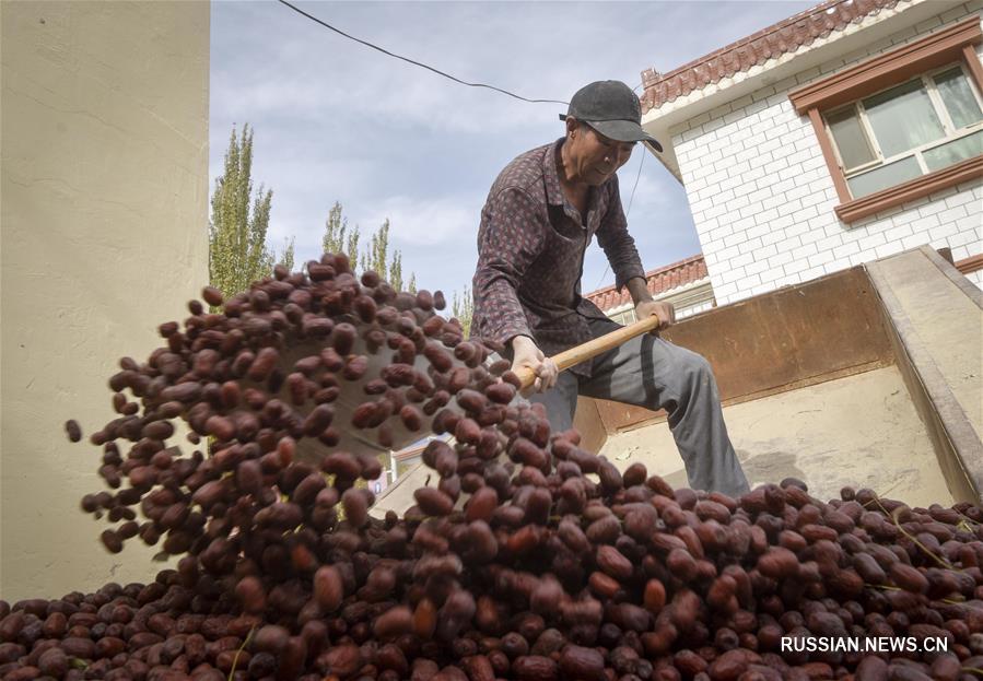 Урожай китайского красного финика собирают на северо-западе Китая