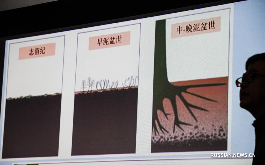 Ученые узнали, как расли самые древние деревья