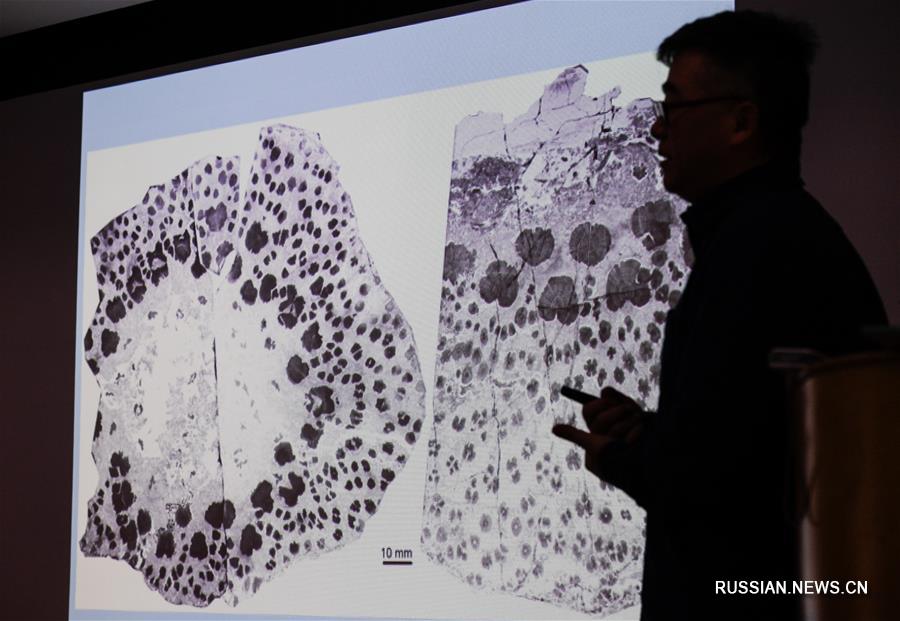 Ученые узнали, как расли самые древние деревья