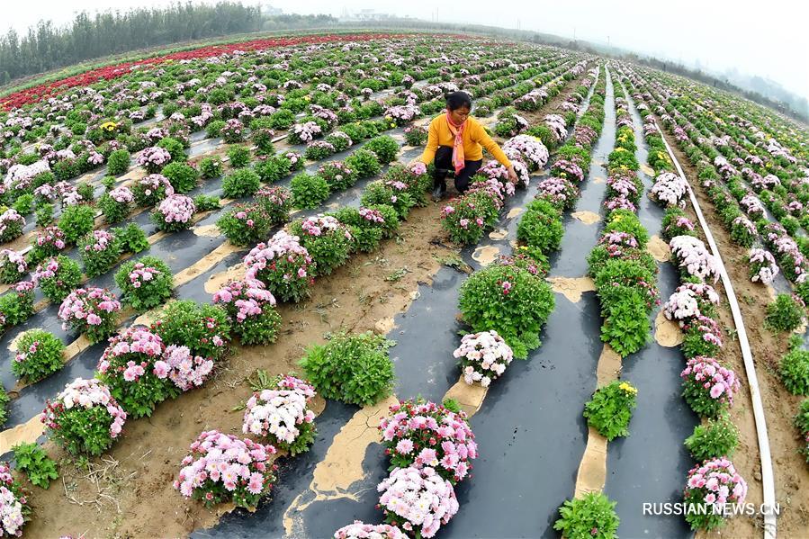Производство хризантем несет достаток в крестьянские семьи уезда Синтай