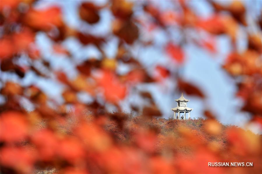 Осенние листья окрасили красным горы Тайшань