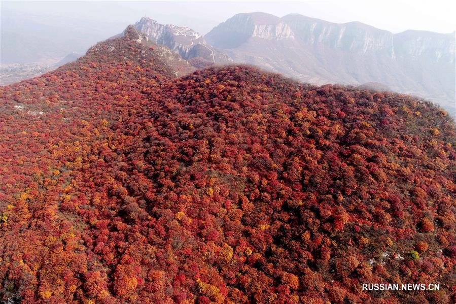 Осенние листья окрасили красным горы Тайшань