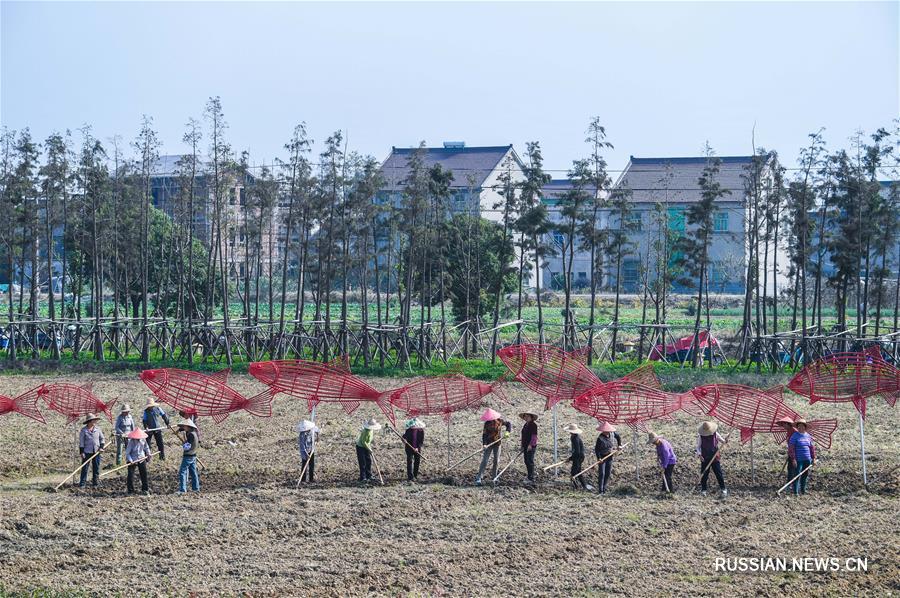 В деревне Упу высаживают рапс для весенних сельских туристов