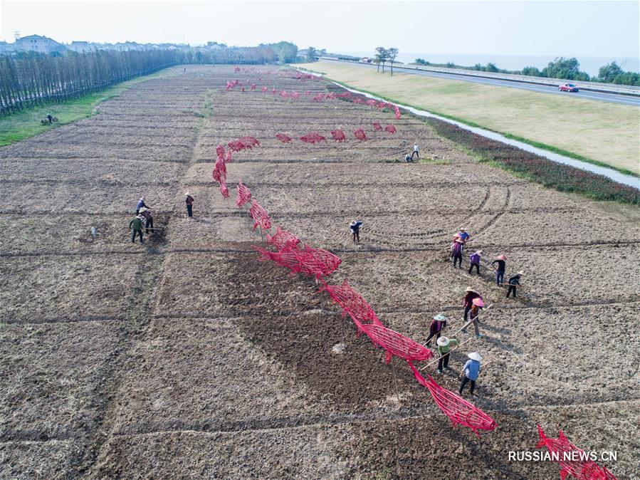 В деревне Упу высаживают рапс для весенних сельских туристов