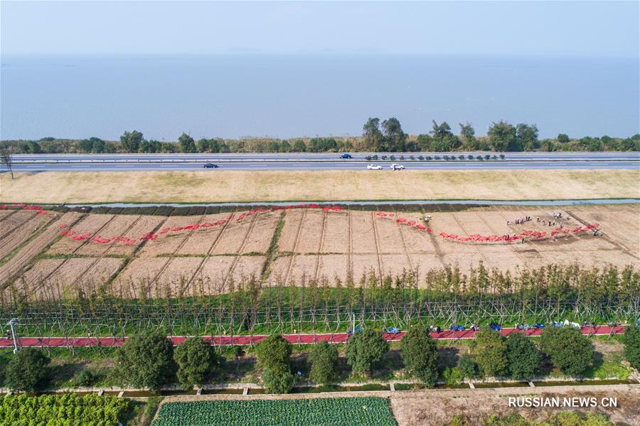 В деревне Упу высаживают рапс для весенних сельских туристов