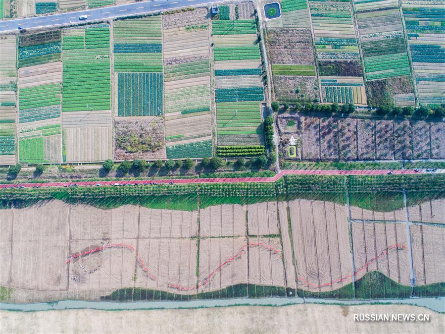 В деревне Упу высаживают рапс для весенних сельских туристов