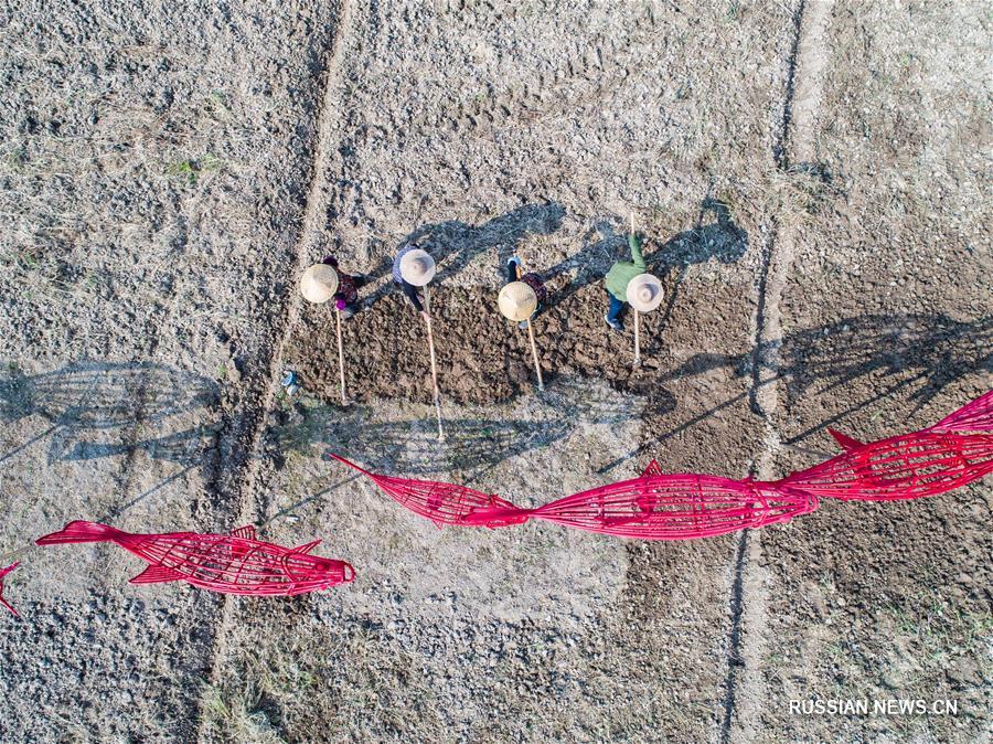 В деревне Упу высаживают рапс для весенних сельских туристов