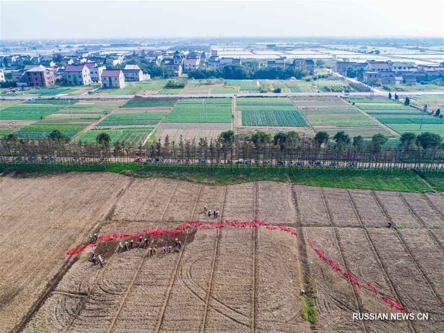 В деревне Упу высаживают рапс для весенних сельских туристов
