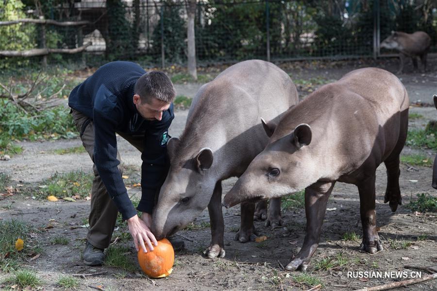 Зоопарк Загреба встречает День Всех Святых