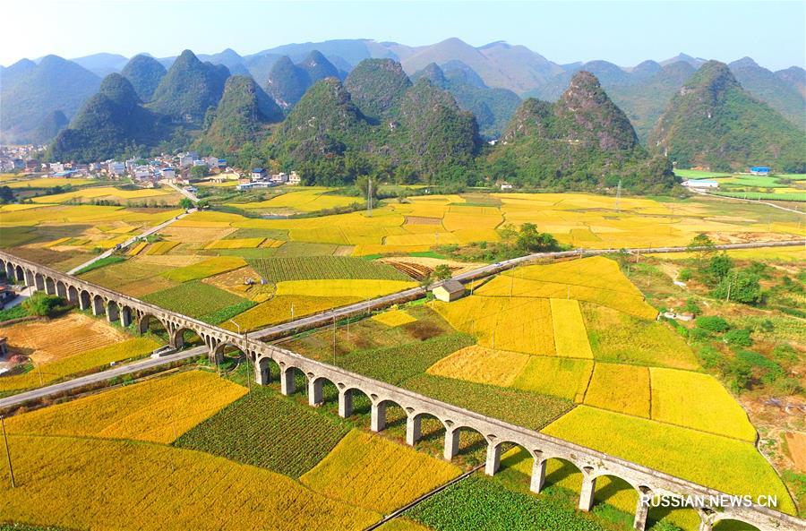 Золотистый урожай позднего риса на юге Китая  