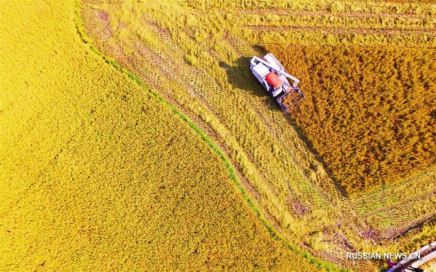 Золотистый урожай позднего риса на юге Китая