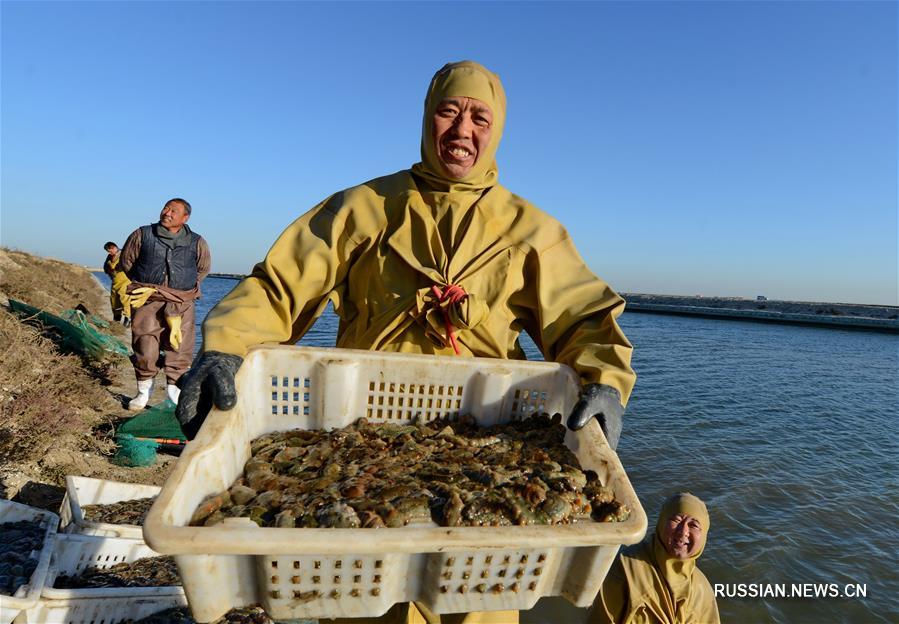 Уезд Лаотин на севере Китая -- там, где выращивают свежайший морской огурец