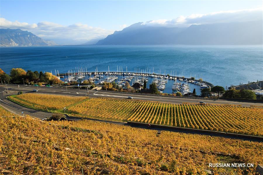 Чарующие пейзажи террасных виноградников Лаво в Швейцарии