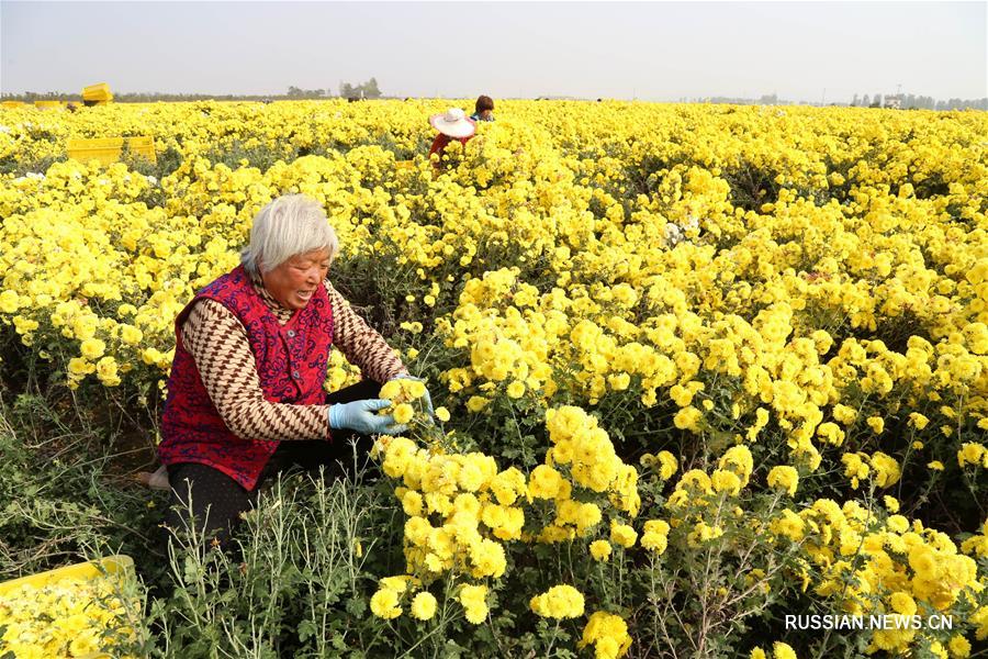 В провинции Хэнань собирают хризантемы