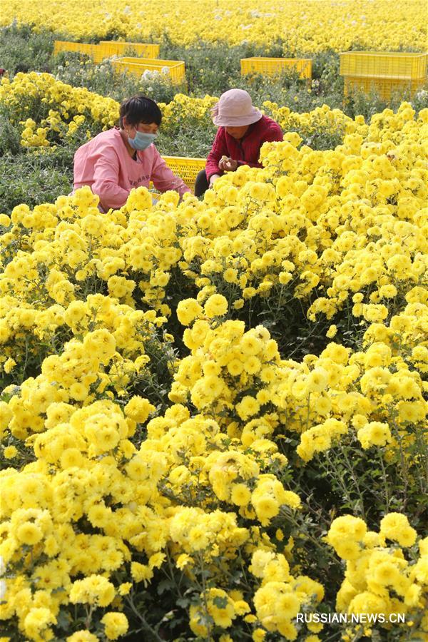 В провинции Хэнань собирают хризантемы