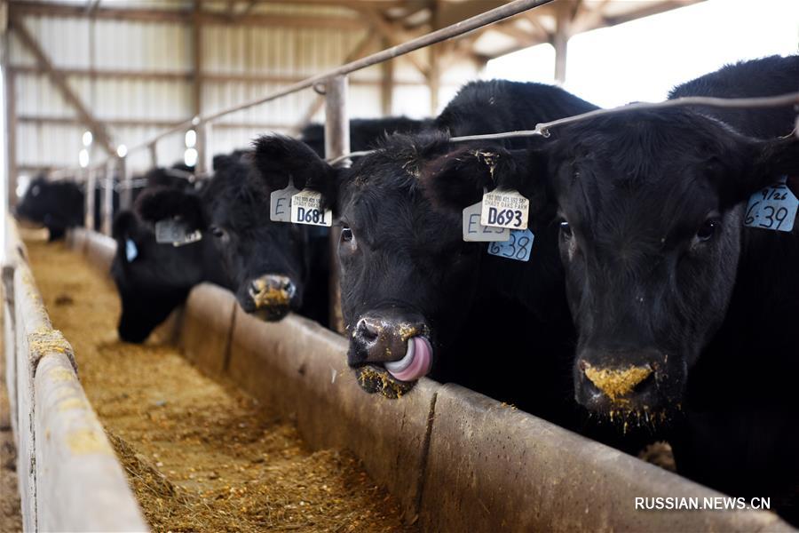 Спустя 14 лет возобновились поставки американской говядины в Китай