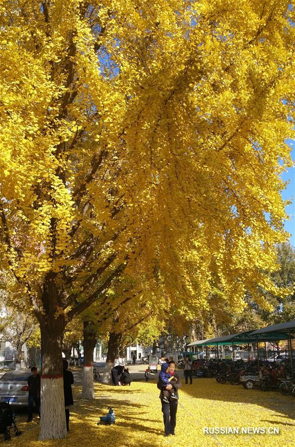 Любование желтыми листьями гинкго в первый день "начала зимы"