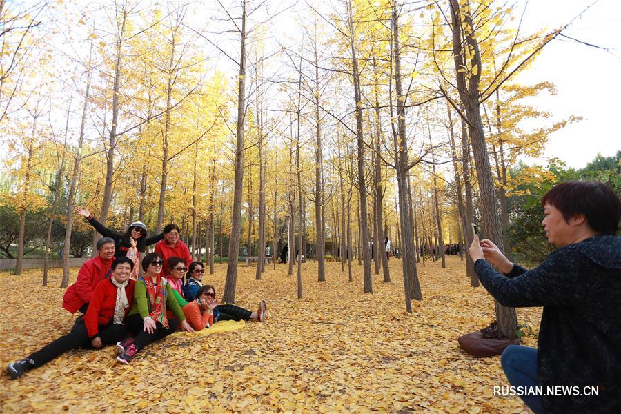 Любование желтыми листьями гинкго в первый день "начала зимы"
