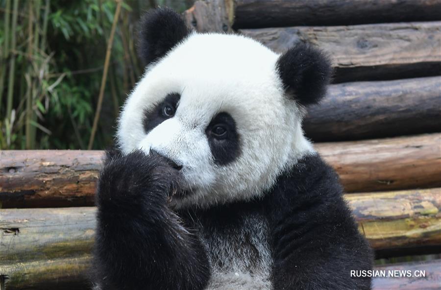 Число содержащихся в неволе по всему миру панд достигло 520 особей