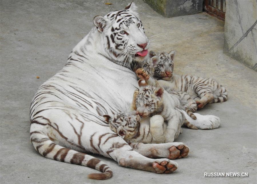 Четыре белых тигренка впервые предстали перед посетителями парка Синьпу в Ляньюньгане