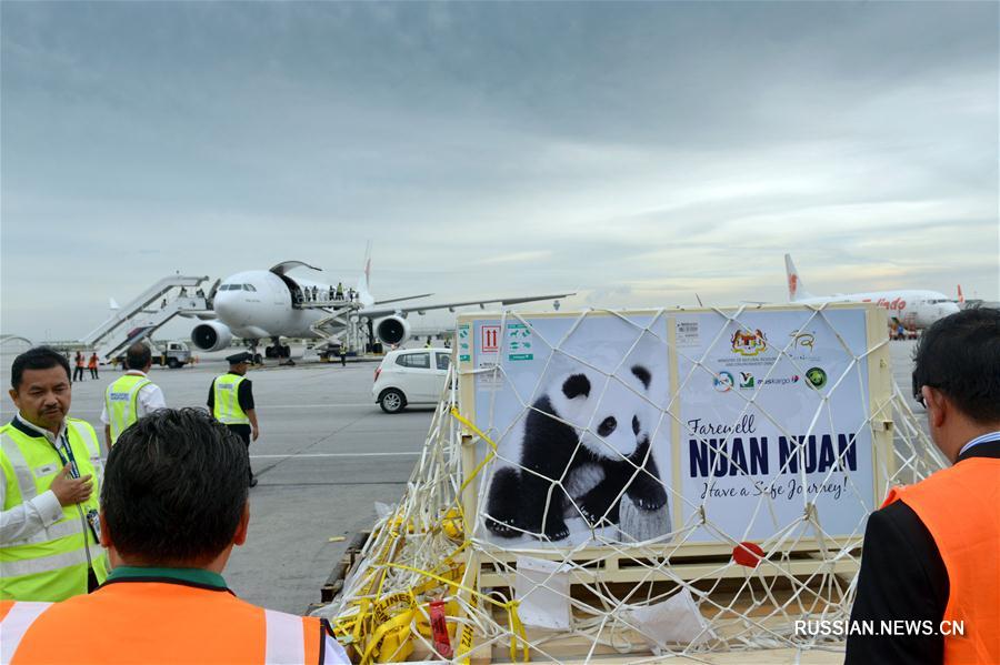 Большая панда Нуаньнуань возвращается из Малайзии на родину предков