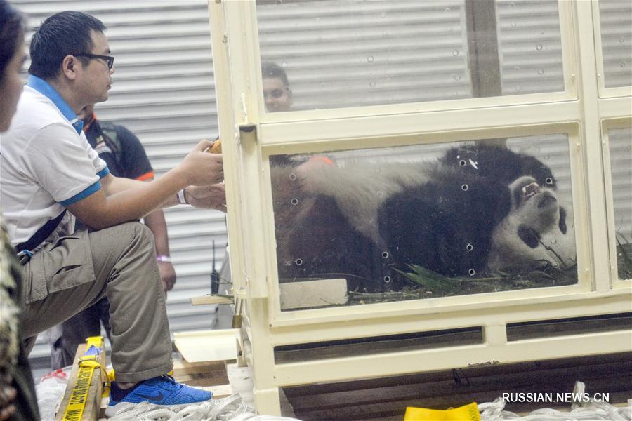 Большая панда Нуаньнуань возвращается из Малайзии на родину предков