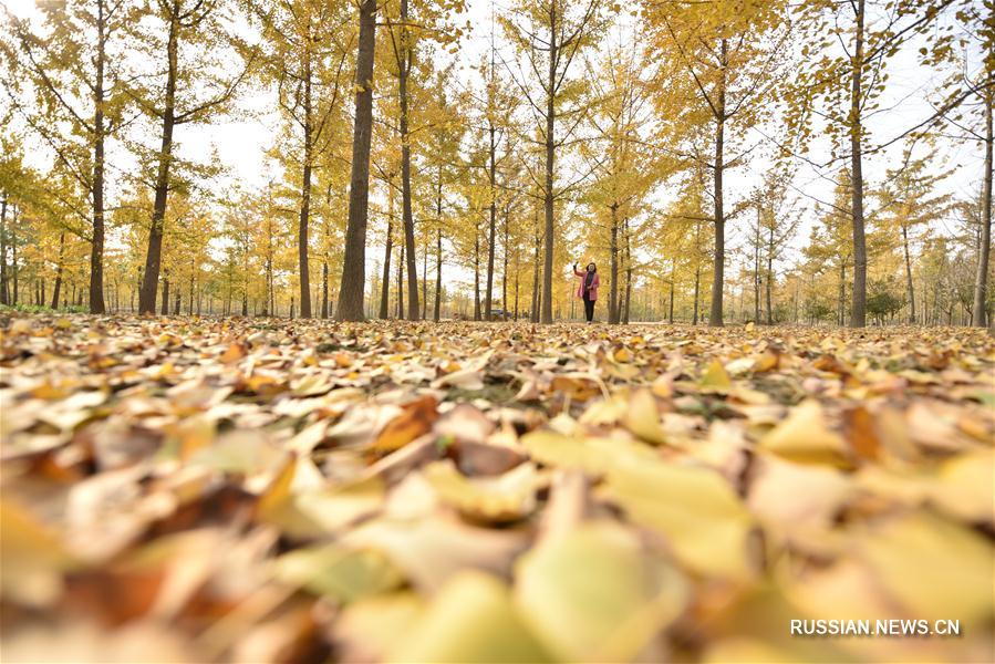 Осенняя прогулка по парку гинкго в уезде Таньчэн
