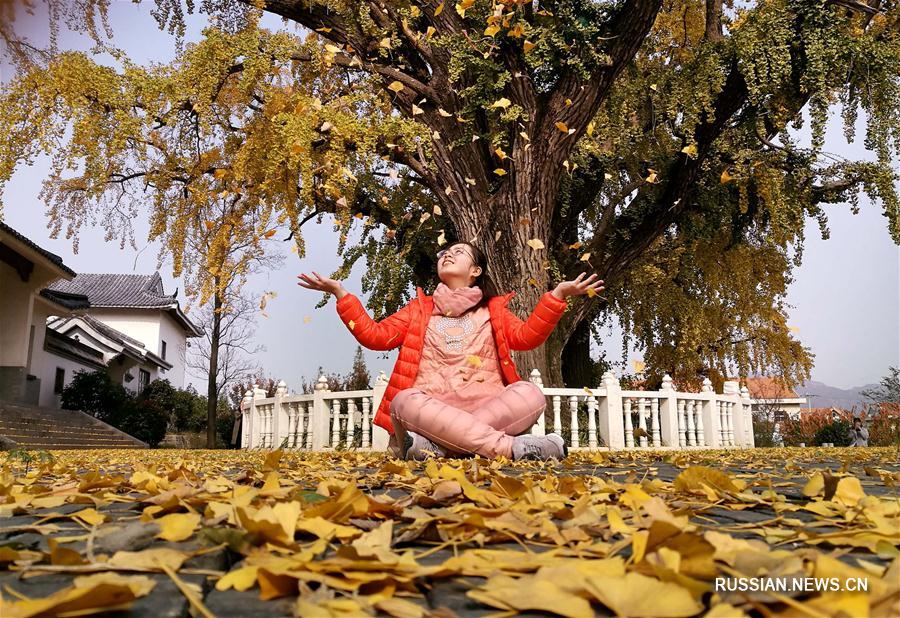 Осенняя прогулка по парку гинкго в уезде Таньчэн