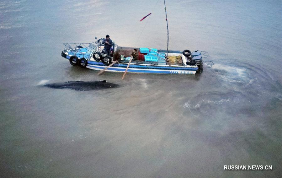 В провинции Цзянсу спасен горбатый кит, заплывший на мелководье
