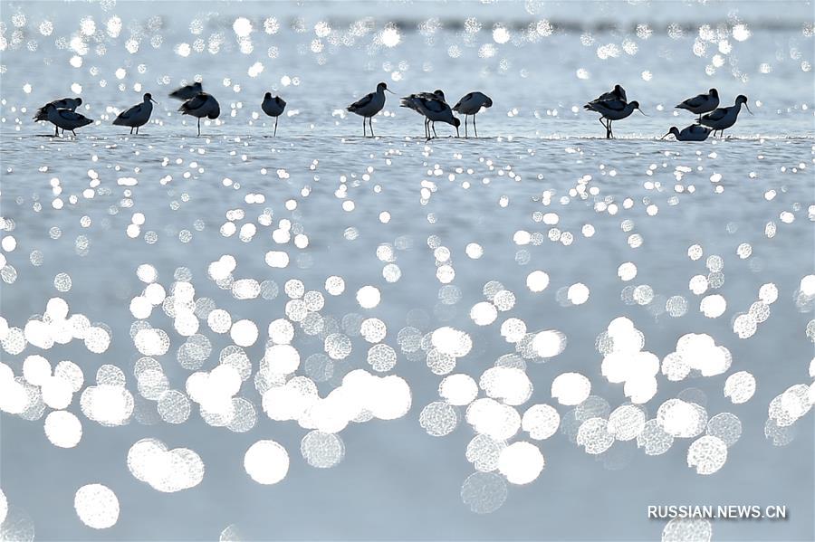 Перелетные птицы в заболоченном парке Бэйдаган на севере Китая