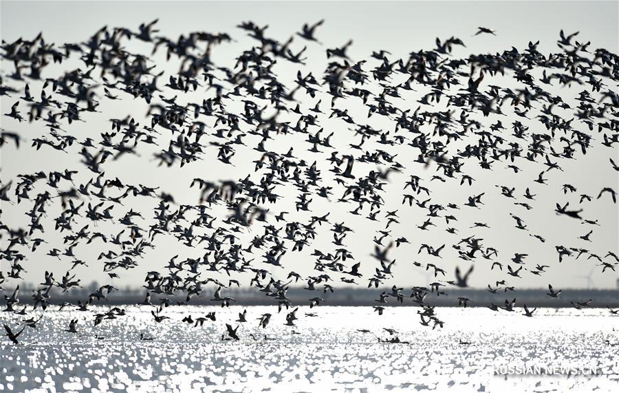 Перелетные птицы в заболоченном парке Бэйдаган на севере Китая