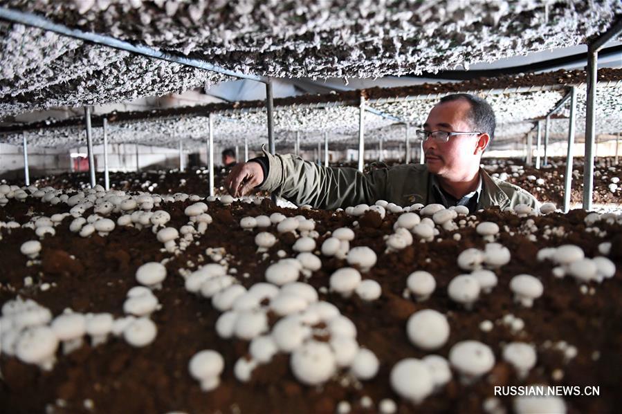 Теплицы в поселке Лэйчжуан на севере Китая