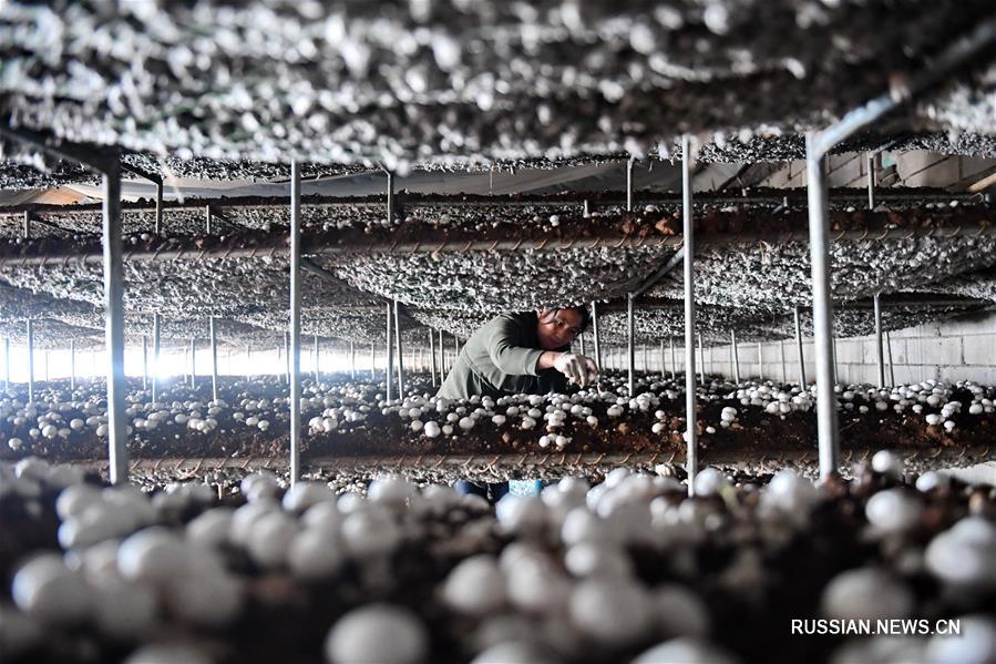 Теплицы в поселке Лэйчжуан на севере Китая