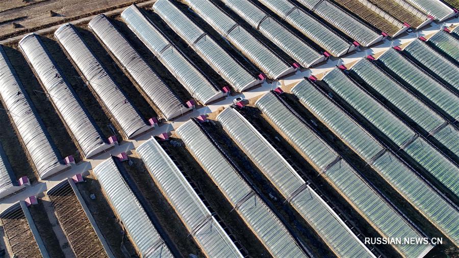 Теплицы в поселке Лэйчжуан на севере Китая