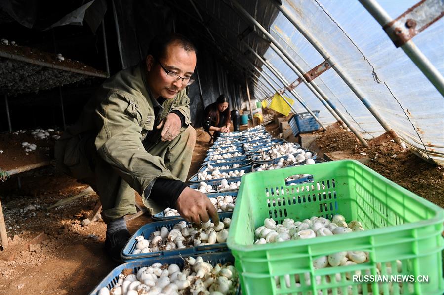 Теплицы в поселке Лэйчжуан на севере Китая