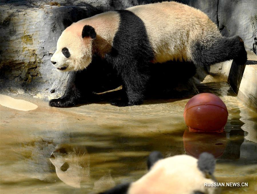 Животные в Юньнаньском зоопарке