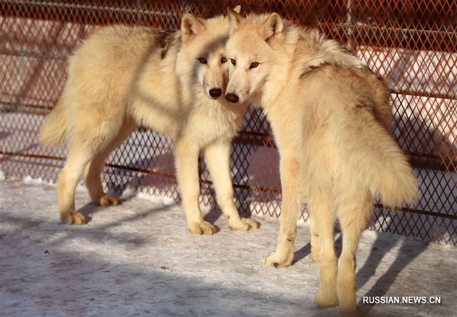 В харбинском зоопарке появились 5 арктических волков