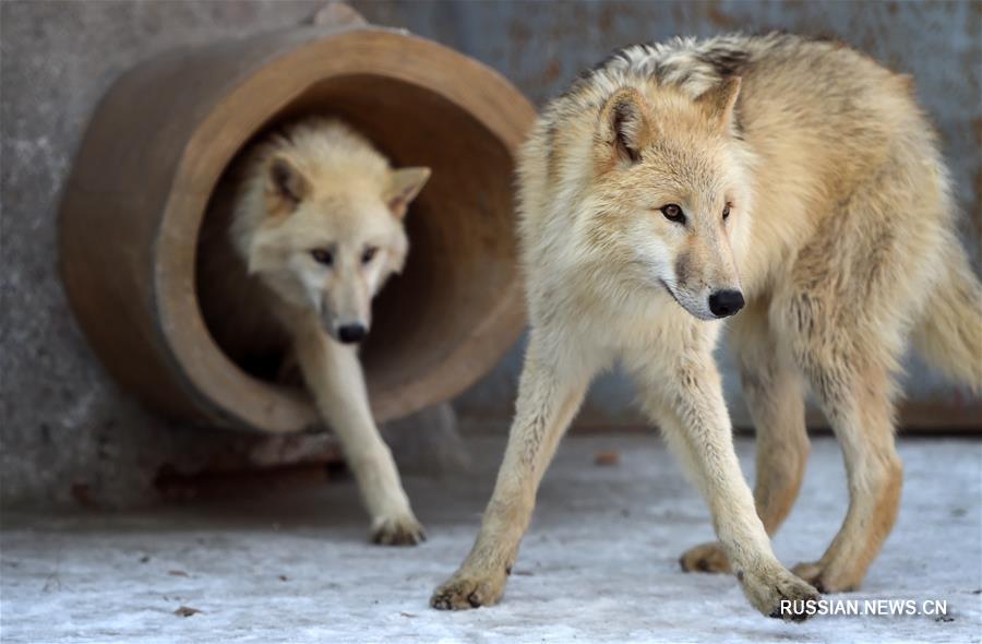 В харбинском зоопарке появились 5 арктических волков