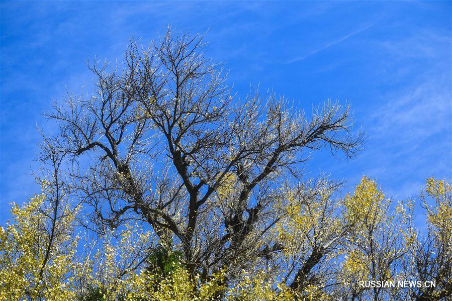Семисотлетнее дерево гинкго в Цзяньдэ