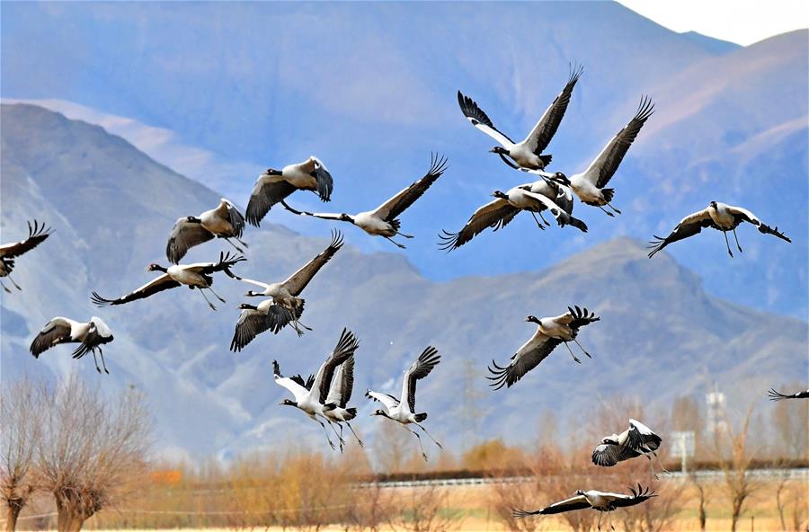 Черношейные журавли прилетели на зимовку в Тибетский АР
