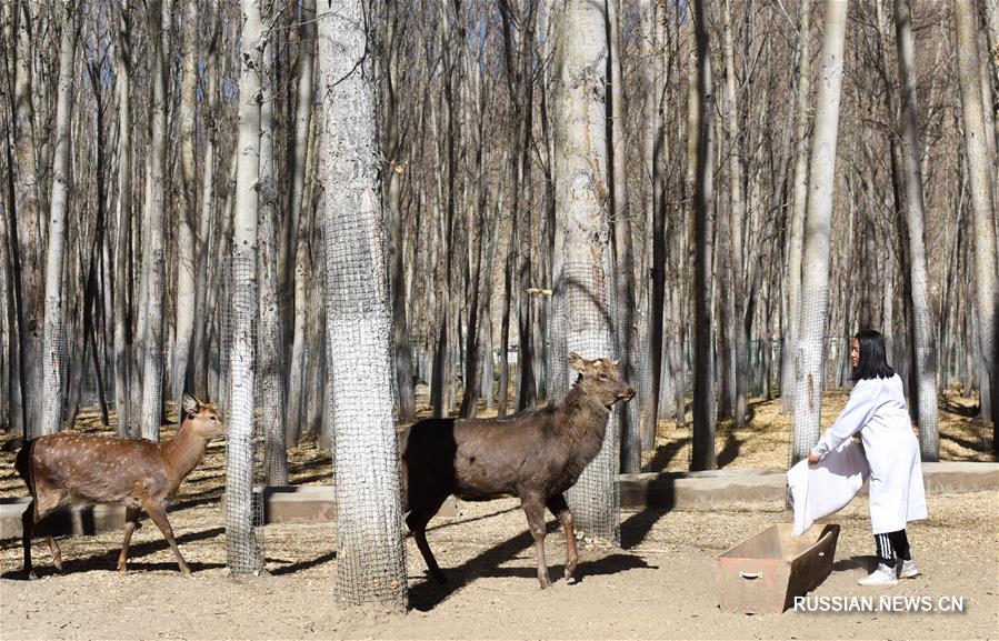 Зоопарк Цюйшуй в Тибетском АР