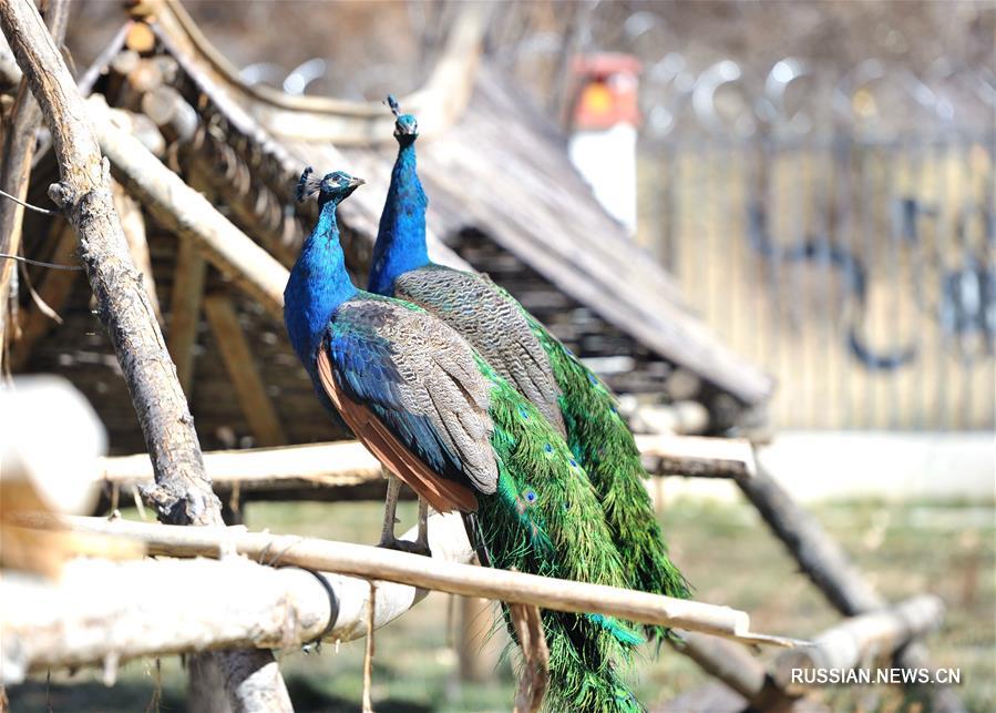 Зоопарк Цюйшуй в Тибетском АР