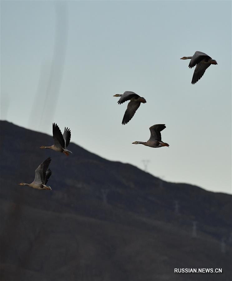 Горные гуси зимуют в Лхасе