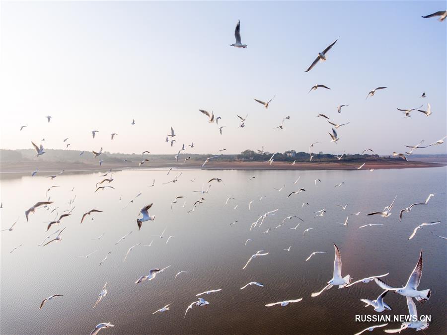 Чайки над озером Поянху