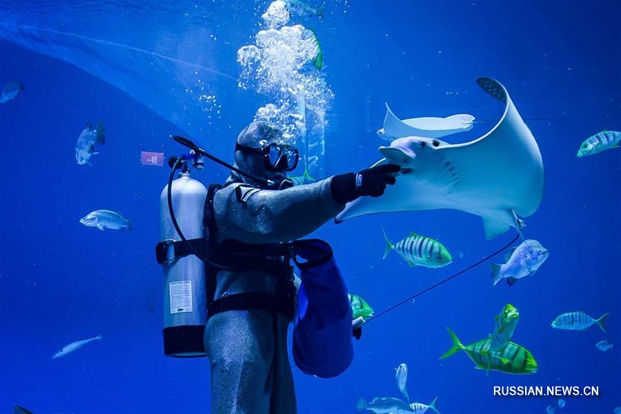 Спецодежда артистов для шоу с акулами и скатами в Приморском океанариуме